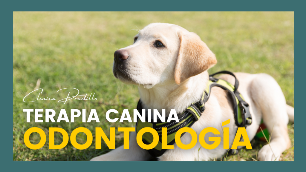 Terapia canina en odontología